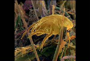 image of dust-mite